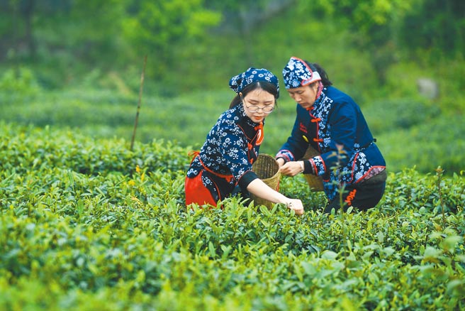 受限於產業鏈較長、欠缺管理規範等因素，大陸A股市場至今沒有主營茶葉的上市公司。圖為重慶永川的「採茶季」活動。（新華社）