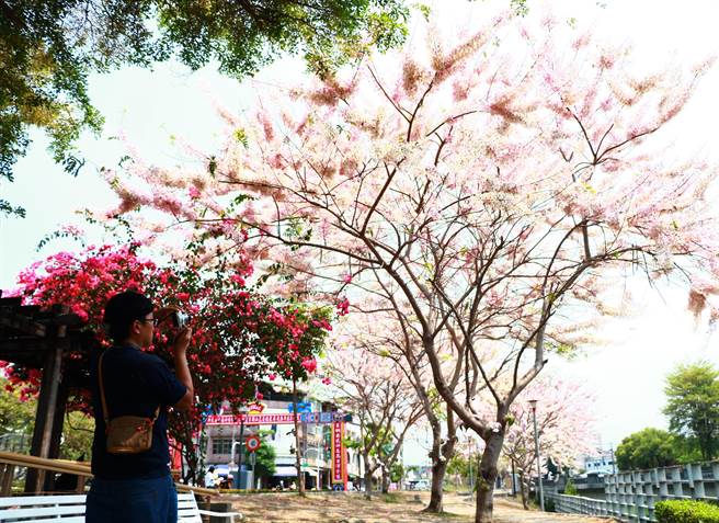 清明连假赏樱不是梦，潮州镇民治溪畔绵延700公尺的「平地樱花」正盛开，粉红花海美不胜收。（谢佳潾摄）