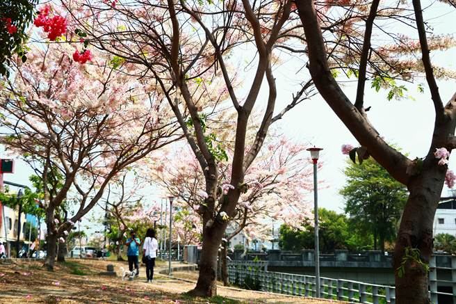 清明连假赏樱不是梦，潮州镇民治溪畔绵延700公尺的「平地樱花」正盛开，粉红花海美不胜收。（谢佳潾摄）