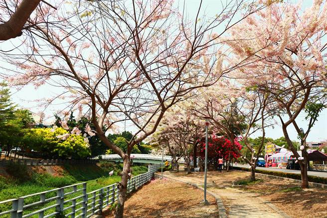 清明连假赏樱不是梦，潮州镇民治溪畔绵延700公尺的「平地樱花」正盛开，粉红花海美不胜收。（谢佳潾摄）