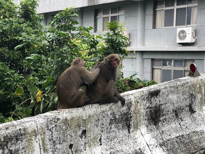 龙湖步道猕猴出没，民眾请遵守「不喂食、不干扰、不接触」的3不原则。（台南市观旅局提供／刘秀芬台南传真）