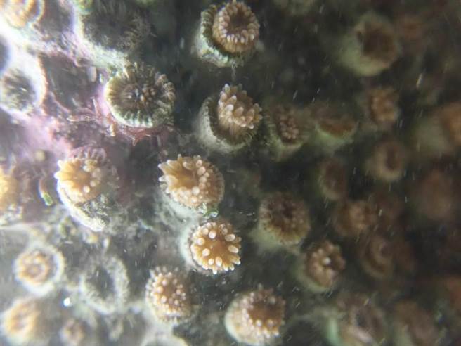 柴山多杯孔珊瑚。（藻礁公投推動聯盟提供）