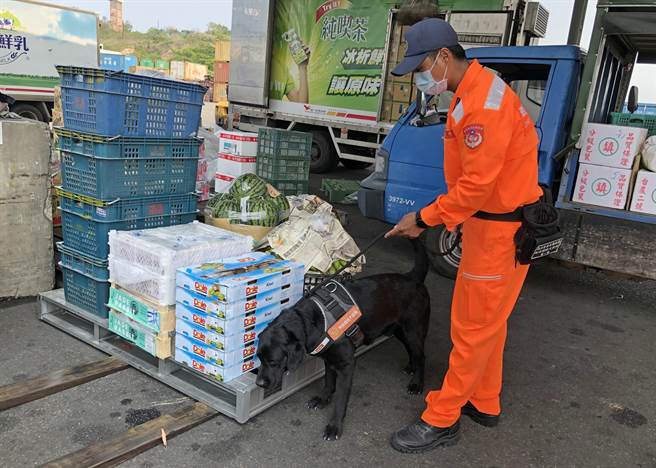 海巡偵搜犬「一哥」完成專業嗅聞訓練後，在金門料港區出任務。（李金生攝）