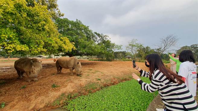「红毛猩猩智取椰子」透过行为丰富化设施，让活泼的猩猩们攀爬栖架、激盪脑力。（六福村提供）