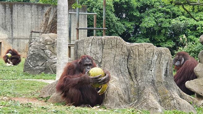  六福村期间限定开放自驾游野生动物园，游客不仅能开车入园，更能徒步在草原区和动物超近距离互动。（六福村提供）
