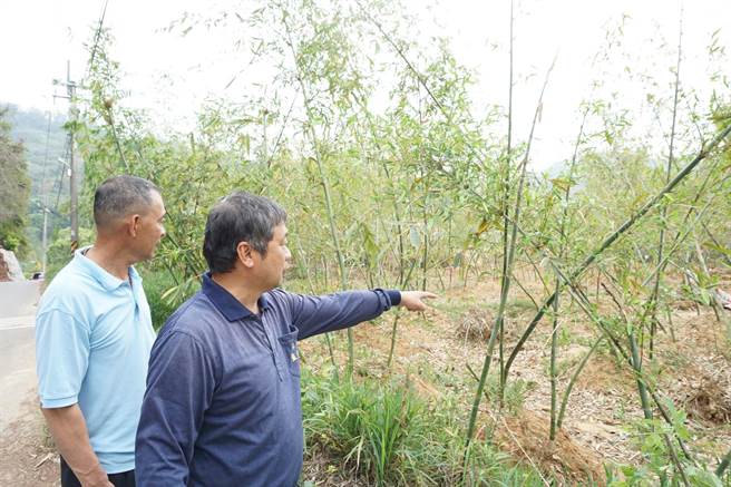 台中潭子笋农忧心乾旱导致出笋不佳，望着乾黄的绿竹笋园大嘆「没有雨后就没有春笋」。（王文吉摄）