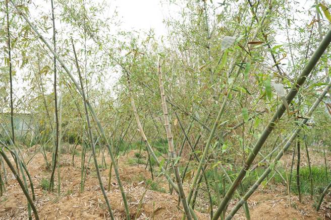 台中潭子新田、聚兴浅山盛产绿竹笋，因碰上乾旱，竹丛不如往年青绿，竹叶纷纷黄化，新枝也有乾枯情形。（王文吉摄）