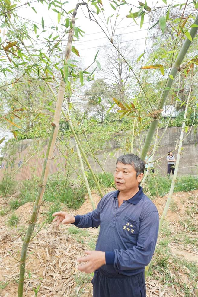 潭子笋农林廷基忧心缺水可能影响绿竹笋细致口感，估会减产3、4成，今年市场可能物稀为贵。（王文吉摄）