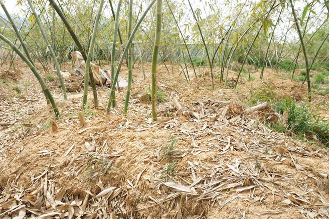 今年春天雨水不足，潭子新田、聚兴浅山的绿竹林表土偏乾，竹丛不如往年青绿，笋农忧心笋况不乐观。（王文吉摄）