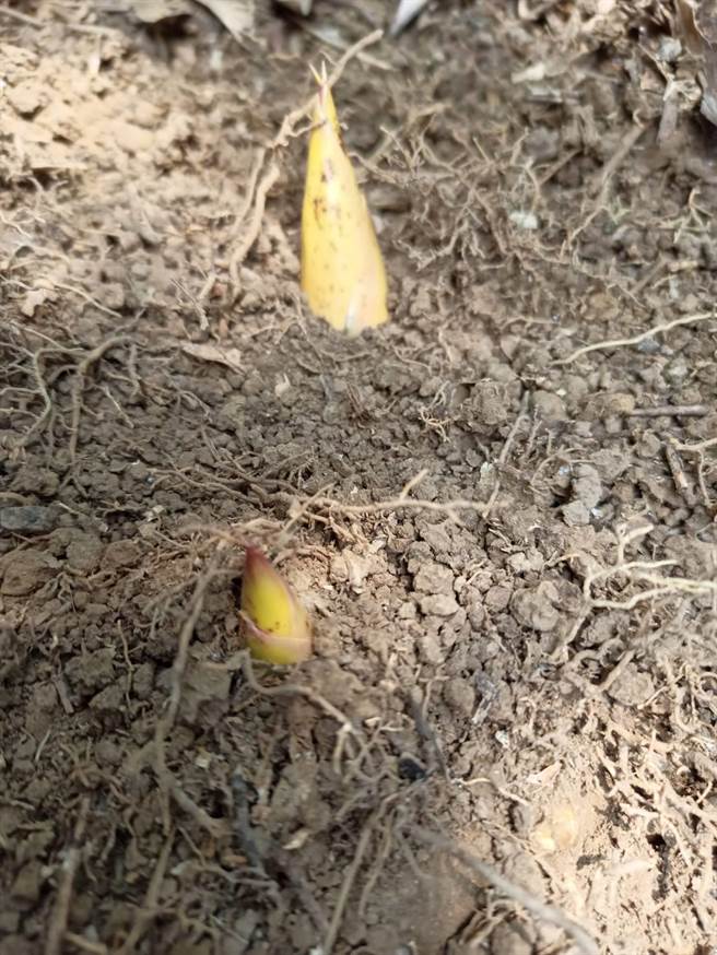 达观部落桂竹笋缺乏雨水滋润，只长出2、3公分，因营养不良，形同「报销笋」，出笋情况不乐观。（王文吉摄）