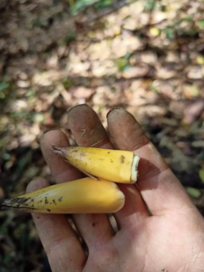 达观部落桂竹笋缺乏雨水滋润，只长出2、3公分，因营养不良，形同「报销笋」，出笋情况不乐观。（王文吉摄）
