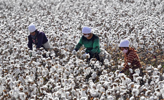陸棉花協會表態 支持邀請國外品牌商赴新疆調研