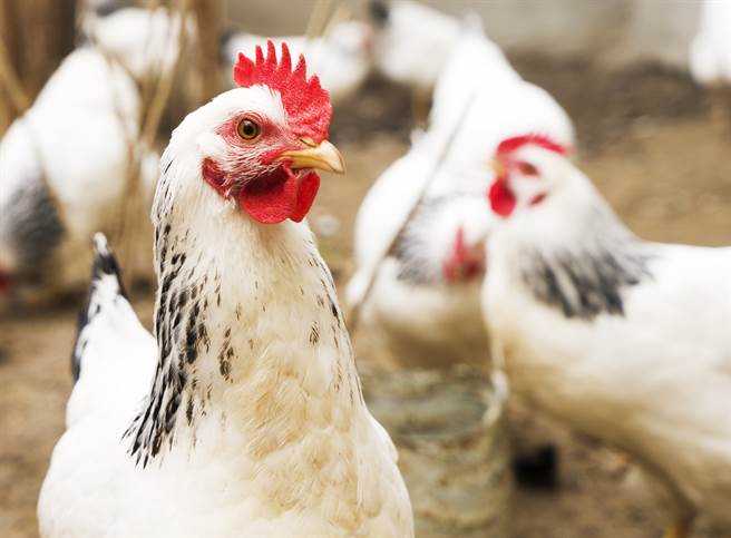 网友在路边发现白鸭，一路追进坟墓区，没想到鸭子跑太快，他们最终改抓旁边的白鸡，带回家后家人吓傻，表示「那是人家过运用的」。(示意图/达志影像)