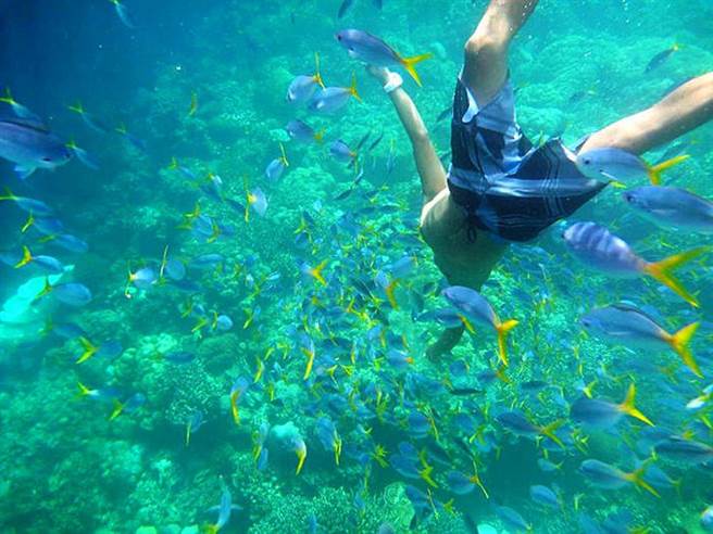 帛琉為國家地理雜誌評選為一生必去的50個景點之一，夢幻的海底景色以往吸引不少的潛水者前往。(雄獅提供)