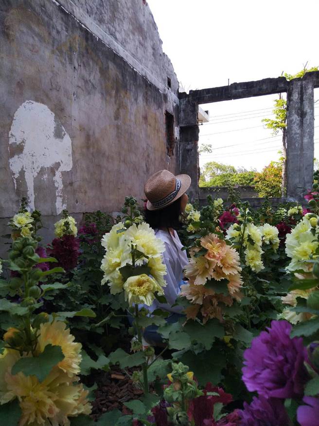 用蜀葵花舖滿出小型花園變成拍照打卡的景點。（台中市港藝中心提供／王文吉台中傳真）