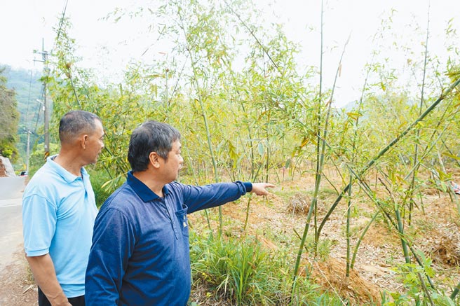 台中潭子笋农忧心乾旱导致出笋不佳，望着乾黄的绿竹笋园大嘆「没有雨后就没有春笋」。（王文吉摄）