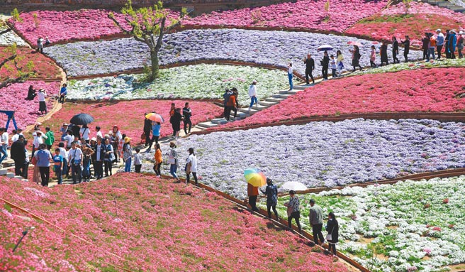大陆把清明与五一假期视为内需旅游市场復甦的重要观察点。图为旅客在河北省唐山市迁西县雨花谷景区赏花游览。（新华社）