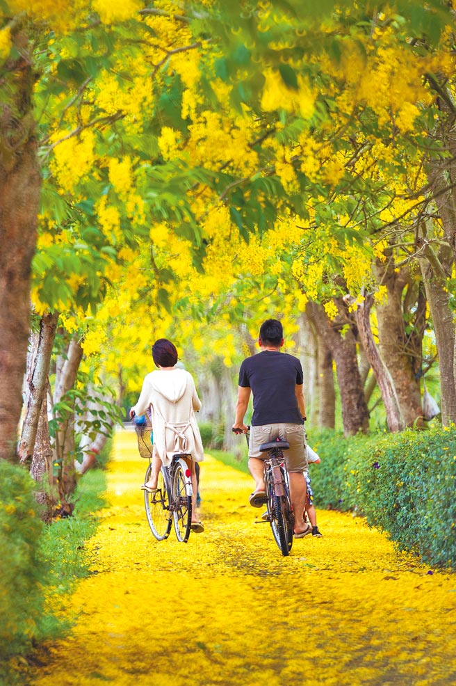 「朴子溪自行車道」全長25公里，嘉義縣文化觀光局這次主打0至6K路線，5、6月進入阿勃勒花季，騎在美麗黃金雨隧道下，相當夢幻。（嘉義縣政府提供／呂妍庭嘉義傳真）