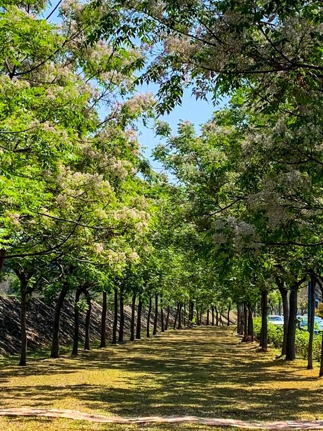 台中市多處公園及道路兩旁苦楝陸續盛開，建設局呼籲花期到4月民眾可把握花季愜意時光。(台中市政府提供)