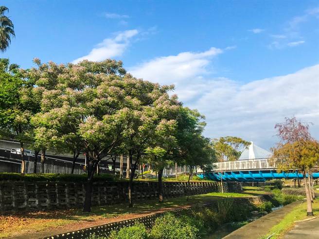 台中市多處公園及道路兩旁苦楝陸續盛開，建設局呼籲花期到4月民眾可把握花季愜意時光。(台中市政府提供)
