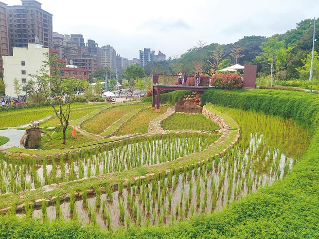 桃园市议员黄敬平批评，大有梯田生态公园管理不佳，虽然生态工法获好评，但是公园又脏又臭。（赖佑维摄）