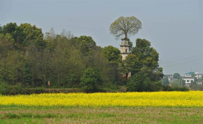 在長沙北郊茶亭鎮，有一座建於1838年的百年古塔，塔高12米，主體由花崗石砌成。是一座長有古樹的百年古塔。（新華社）