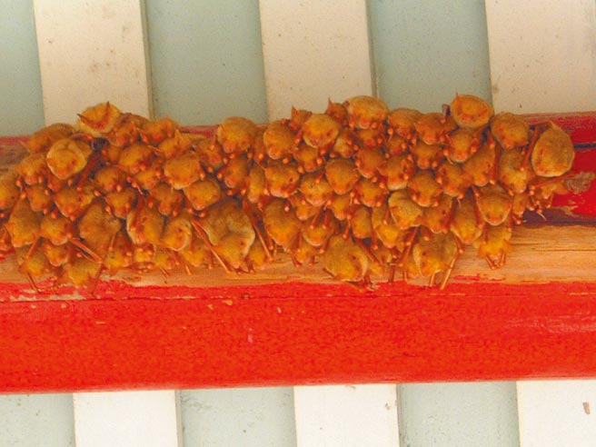 云林县被誉为「黄金蝙蝠的故乡」已成过往歷史，水林乡许宅曾有超过千只黄金蝙蝠栖息屋内。（本报资料照片）