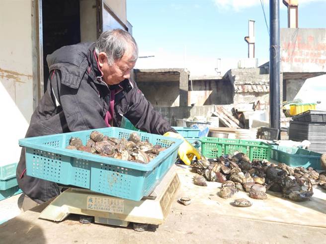 貢寮鮑養殖達人蔡豐助正幫自家養殖場培育的肥美貢寮鮑做分級。（新北市漁業處提供／葉書宏新北傳真）