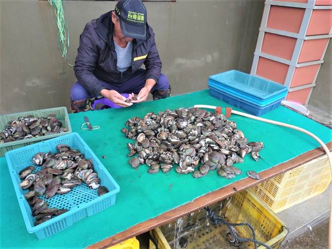 貢寮鮑養殖達人正幫自家養殖場培育的肥美貢寮鮑做分級。（新北市漁業處提供／葉書宏新北傳真）