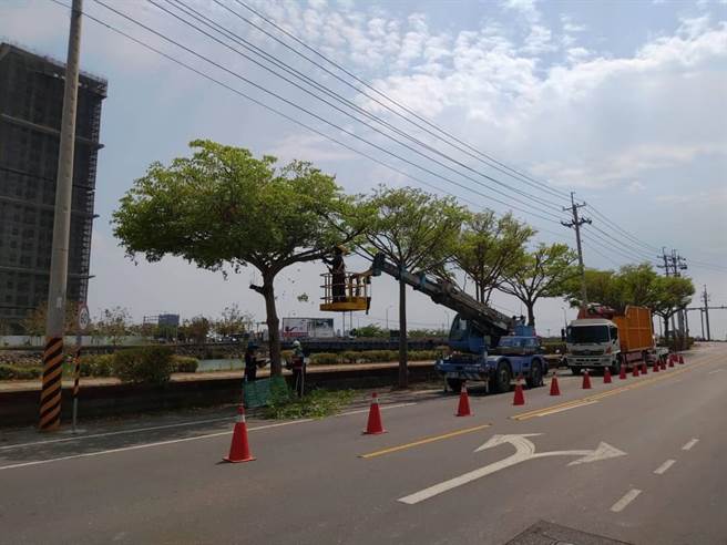 工務局強調修剪有一定規範，兼顧樹木生長及用路人安全。（台南市工務局提供／曹婷婷台南傳真）