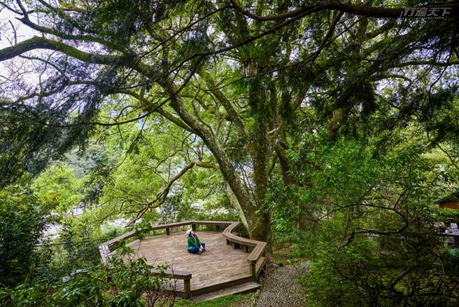 早上跟下午享受森林浴的方式不同。(图／行遍天下提供)