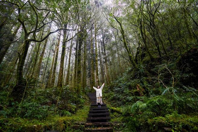 绝佳的森林浴场所，可以选在杉、桧木、樟树种植较多的森林中。(图／行遍天下提供)