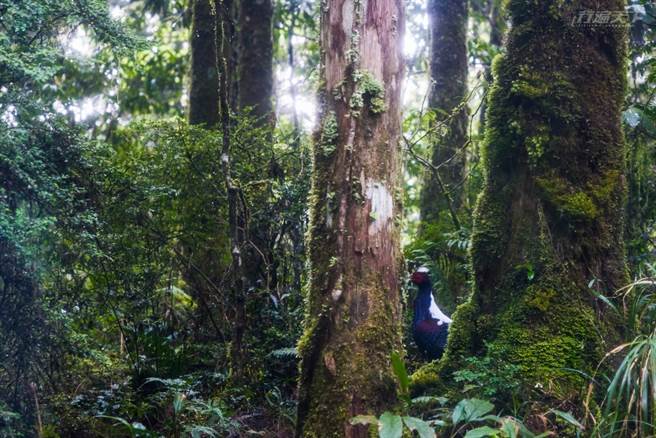 林道间遇见蓝腹鷴超惊喜。(图／行遍天下提供)

