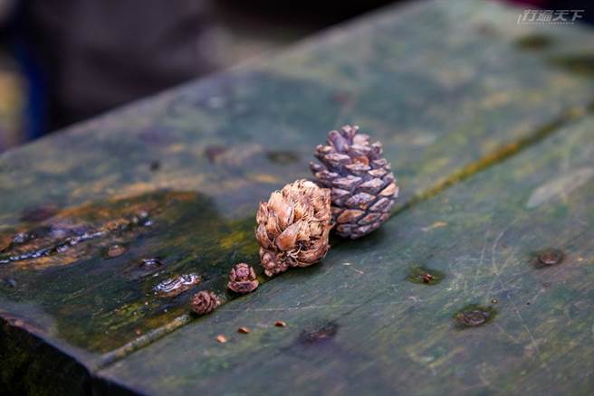 导览老师拿出事先准备好的球果仔细解说。(图／行遍天下提供)
