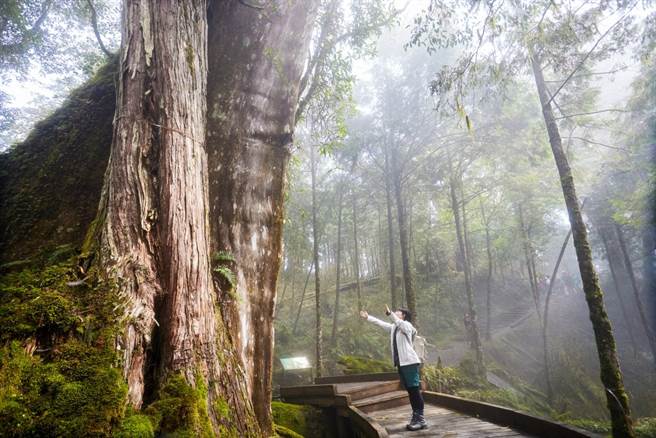 扁柏就是大家口中的桧木，壮硕巨大让人震惊。(图／行遍天下提供)
