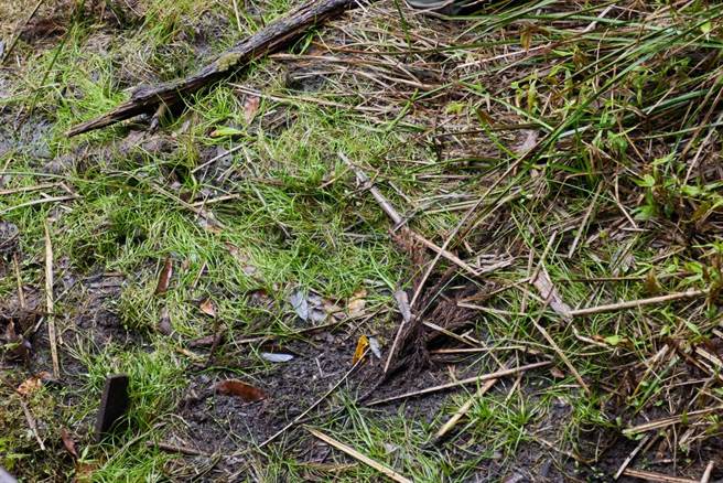 夢幻湖的特殊植物臺灣水韭。(圖／行遍天下提供)
