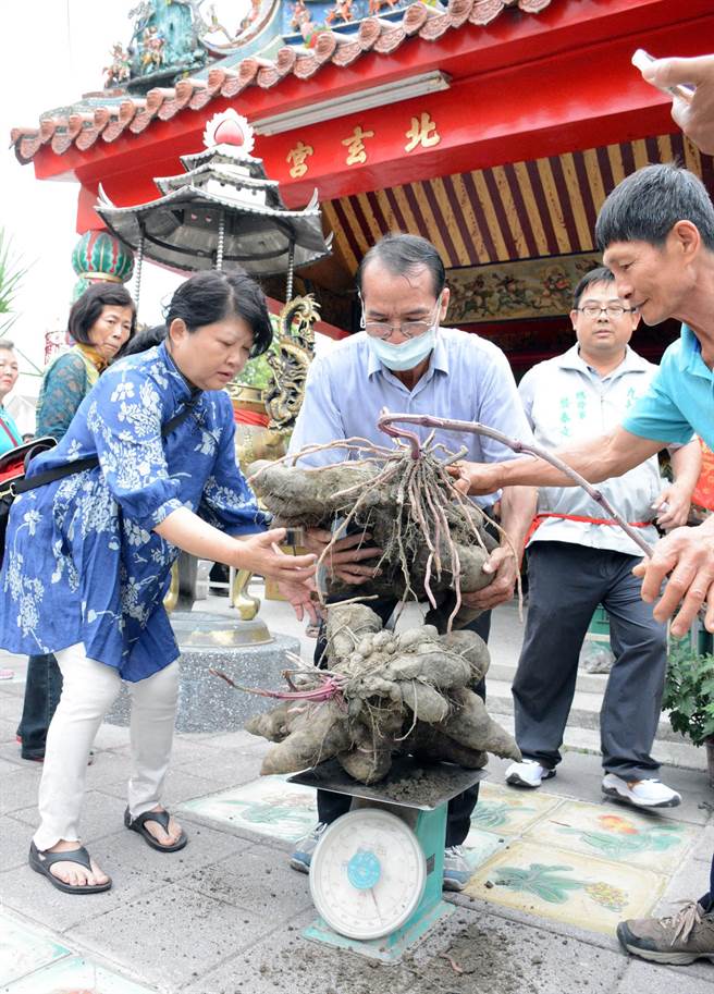 71歲農友林萬枝（中）將種植2年的巨大山藥，作為玄天上帝祝壽禮。（林和生攝）