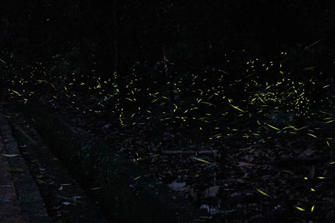 奧萬大生態資源豐富，流螢飛舞在林間。（南投林管處提供／廖志晃南投傳真）