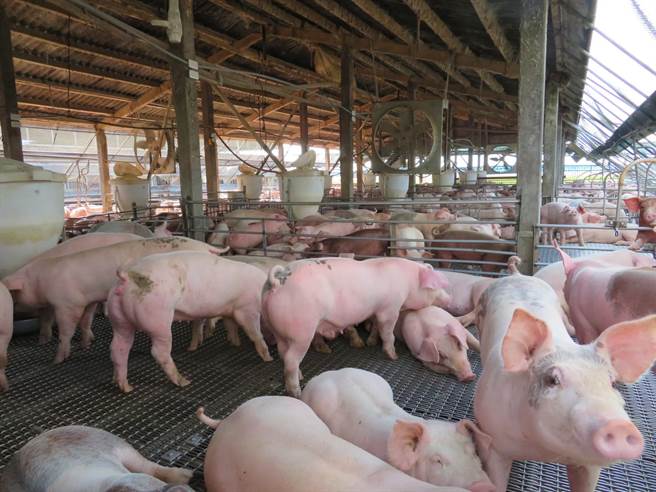 新北市漂流猪检出非洲猪瘟，嘉义县已全面警戒中，防疫视同作战。（嘉义县政府提供∕吕妍庭嘉义传真）