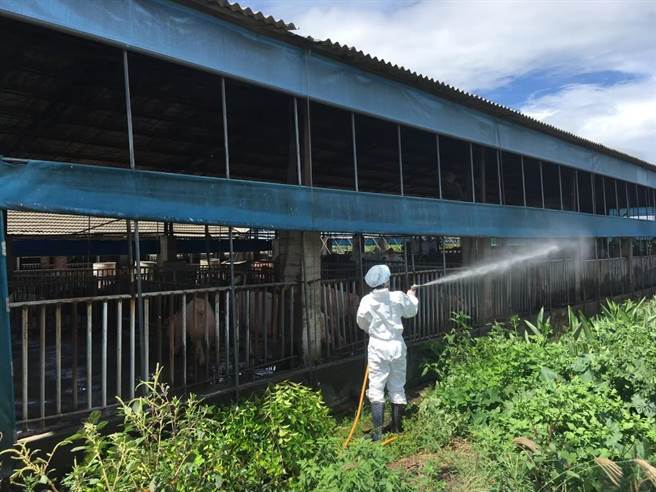 新北市漂流猪检出非洲猪瘟，嘉义县已全面警戒中，防疫视同作战。（嘉义县政府提供∕吕妍庭嘉义传真）