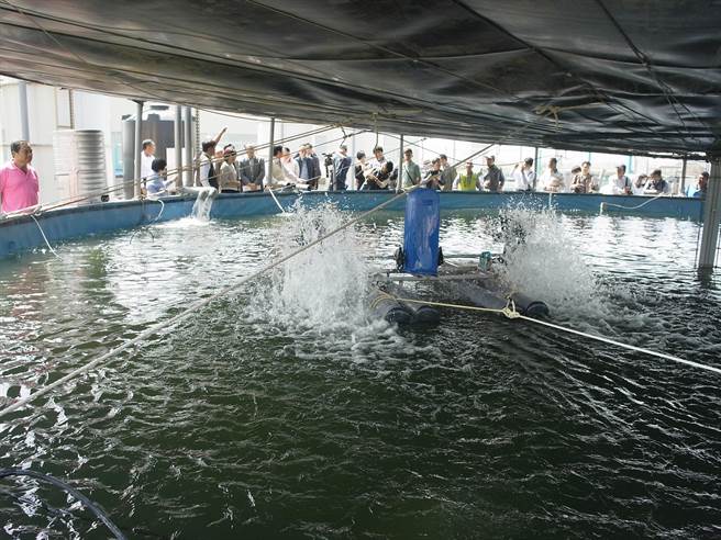 云林县口湖乡台湾鲷业者研发智能养殖，打造地方创生外销基地。（张朝欣摄）