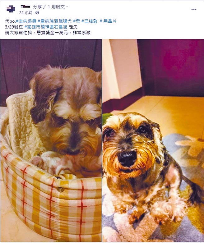 律师陈致宇表示，任何人只要公开表示「完成特定事情就给予报酬」，就构成悬赏广告。图为脸书上常见的寻宠启事。（翻摄脸书「高雄地区 - 猫狗、宠物走失协寻」）