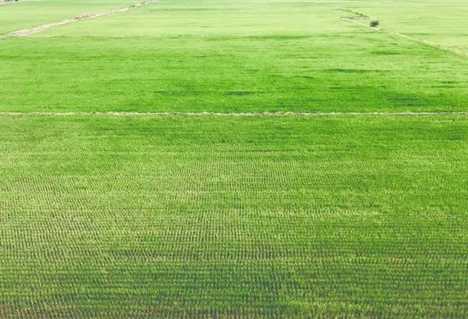 蒋勋以诗文感慨农民抗旱没有时间抱怨委屈。（取自蒋勋脸书）