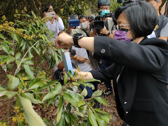 「雌性」平腹小蜂会产卵于荔枝椿象卵内，被寄生的卵粒就无法顺利孵化出荔枝椿象若虫，从卵内羽化的平復小蜂，又可以继续到田间寻找荔枝椿象的卵寄生。(吴建辉摄)