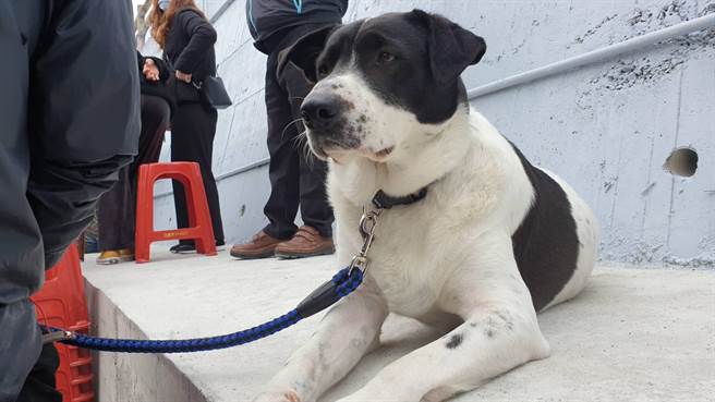 家中饲养的忠狗小掰也到场参加，据了解，牠得知不幸消息时，流下眼泪，令人不舍。（翻摄照片／陈彩玲基隆传真）