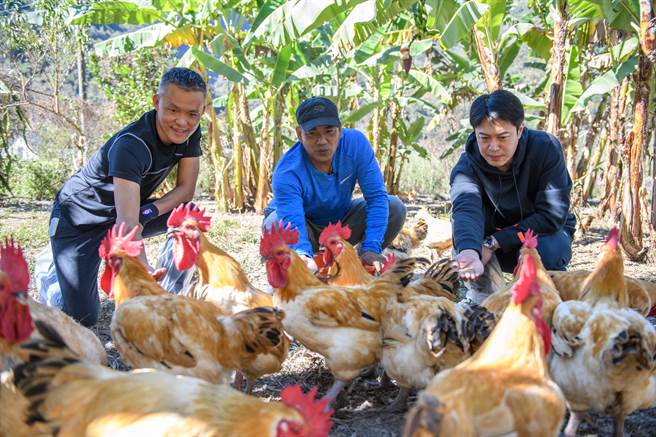陈金锋(中)在凯馨实业邓学凯总经理(左)即展逸国际张宪铭董事长(右)陪同下至凯馨实业武界鸡场亲自了解饲养过程及环境。（展逸国际提供）