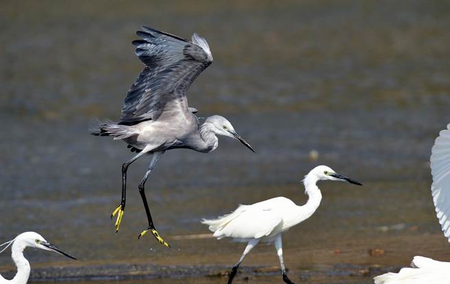 稀有的暗色型小白鷺，捕魚技巧與一般小白鷺沒兩樣。（莊哲權攝）