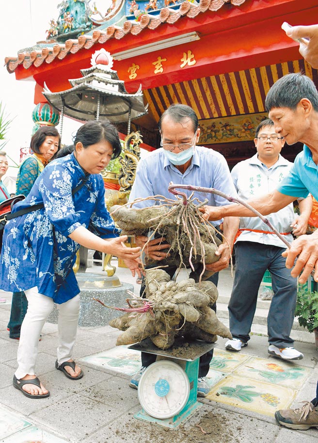 71岁农友林万枝（中）将种植2年的巨大山药，作为玄天上帝祝寿礼。（林和生摄）