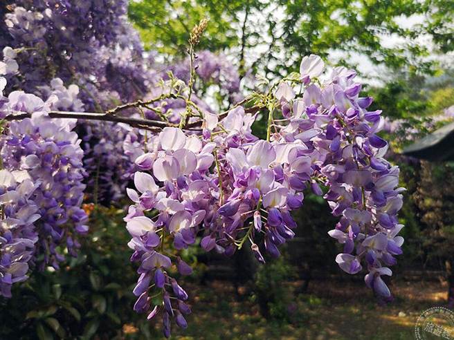 紫藤花之美(摄影：洪书瑱)