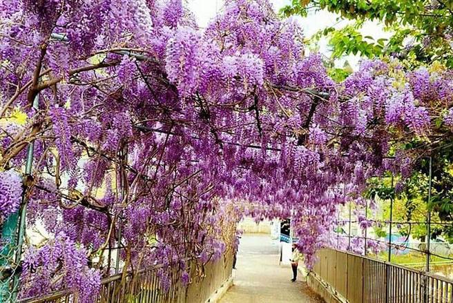 大梨山‧武陵山庄紫藤花爆开 漫游梦幻紫色山城